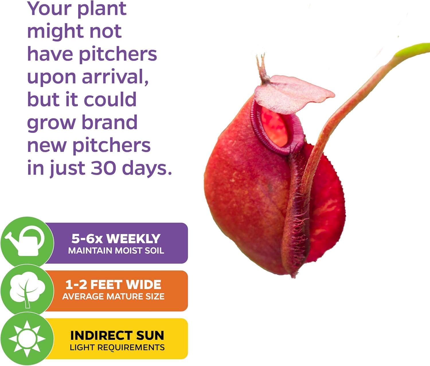 Lady Luck Carnivorous Pitcher Plant - Wellspring Gardens Starter Plant - Nepenthes Ampullaria x Ventricosa - Wellspring Gardens Live Tropical Carnivorous Houseplant