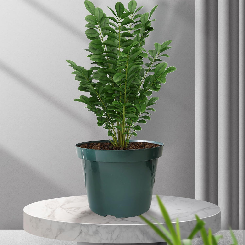 50 Pack 6 Inch Nursery Pots, Planting Grow Plastic Flower Pots, Thick Planters with Drainage Holes for Outdoor/Indoor Plants Succulent Herb (Green)