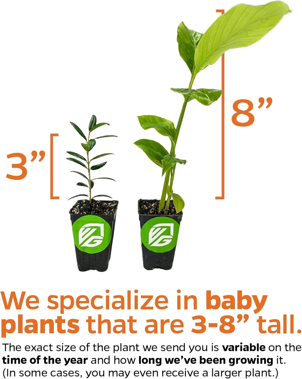 Katuk Tree Live Plant (Sweetleaf Bush) - Sauropus androgynus - Wellspring Gardens Salad Tree Starter Plant - Live Vegetable Plant - Easy to Grow - Ideal for Outdoor & Indoor Planting