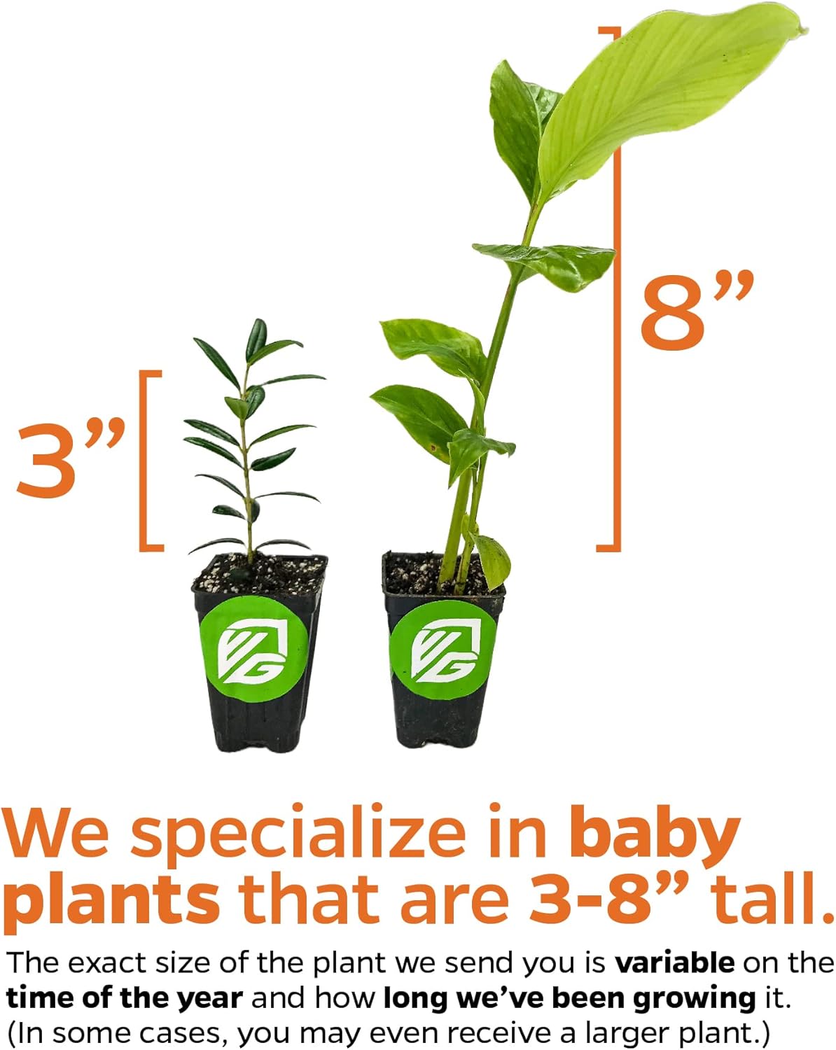 Katuk Tree Live Plant (Sweetleaf Bush) - Sauropus androgynus - Wellspring Gardens Salad Tree Starter Plant - Live Vegetable Plant - Easy to Grow - Ideal for Outdoor & Indoor Planting