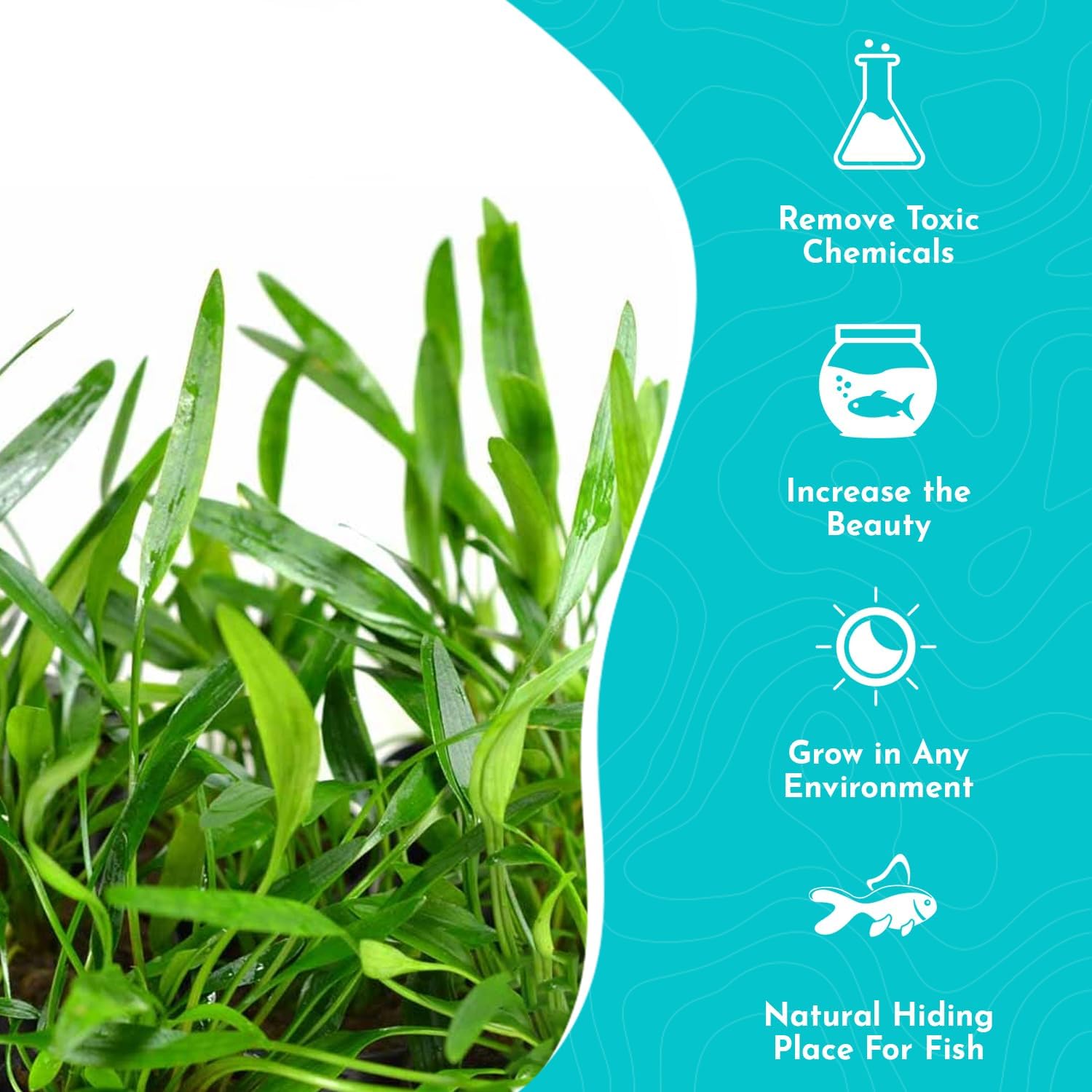 Cryptocoryne Crypt Lucens Small