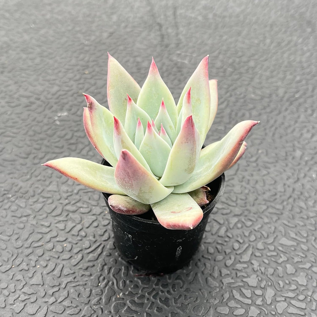 2" Rare Succulent Echeveria Colorata VAR. Brandtii, Live Succulents Plants Fully Rooted in Grower Pots, Unique Gift for Wedding Favor, Party Favor
