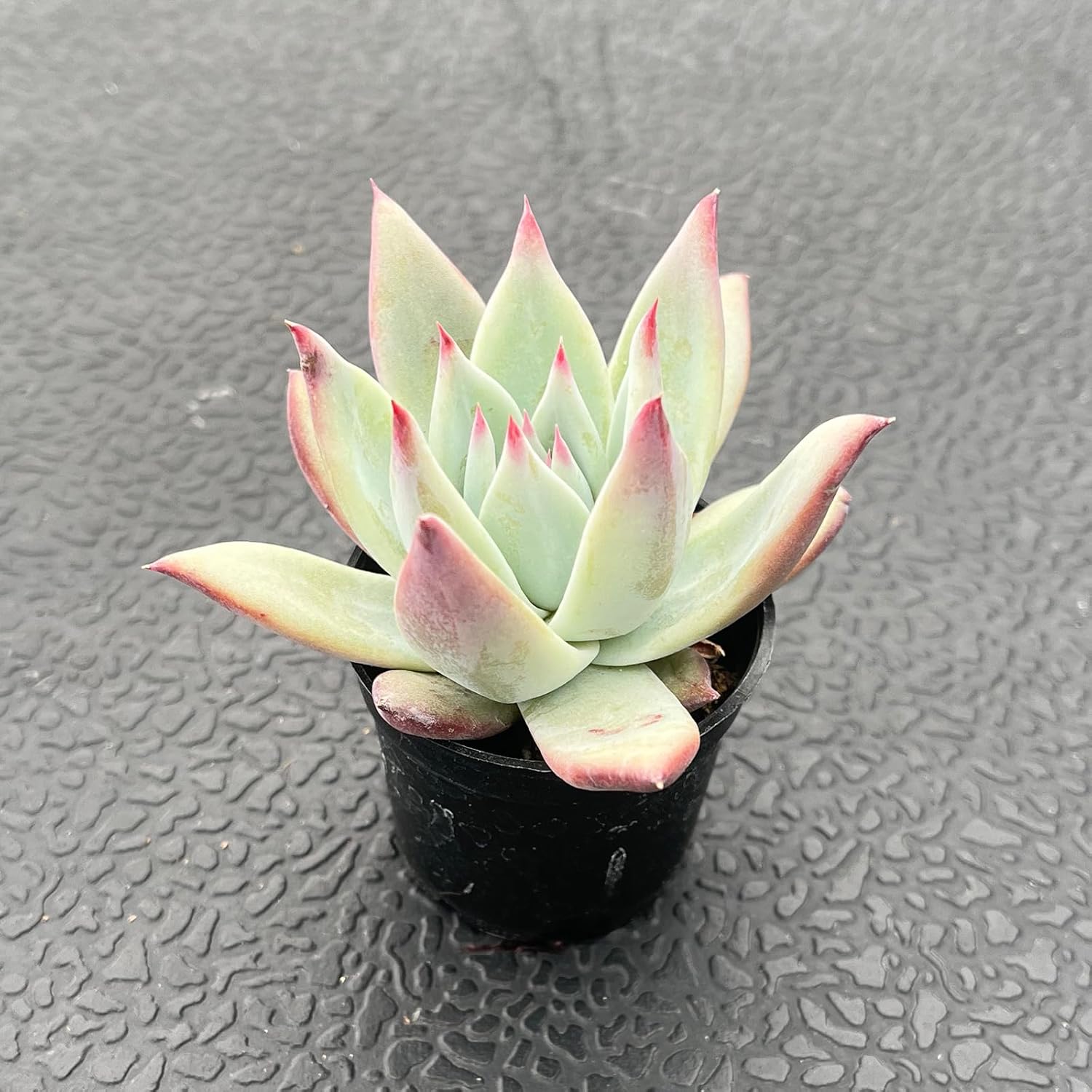 2" Rare Succulent Echeveria Colorata VAR. Brandtii, Live Succulents Plants Fully Rooted in Grower Pots, Unique Gift for Wedding Favor, Party Favor