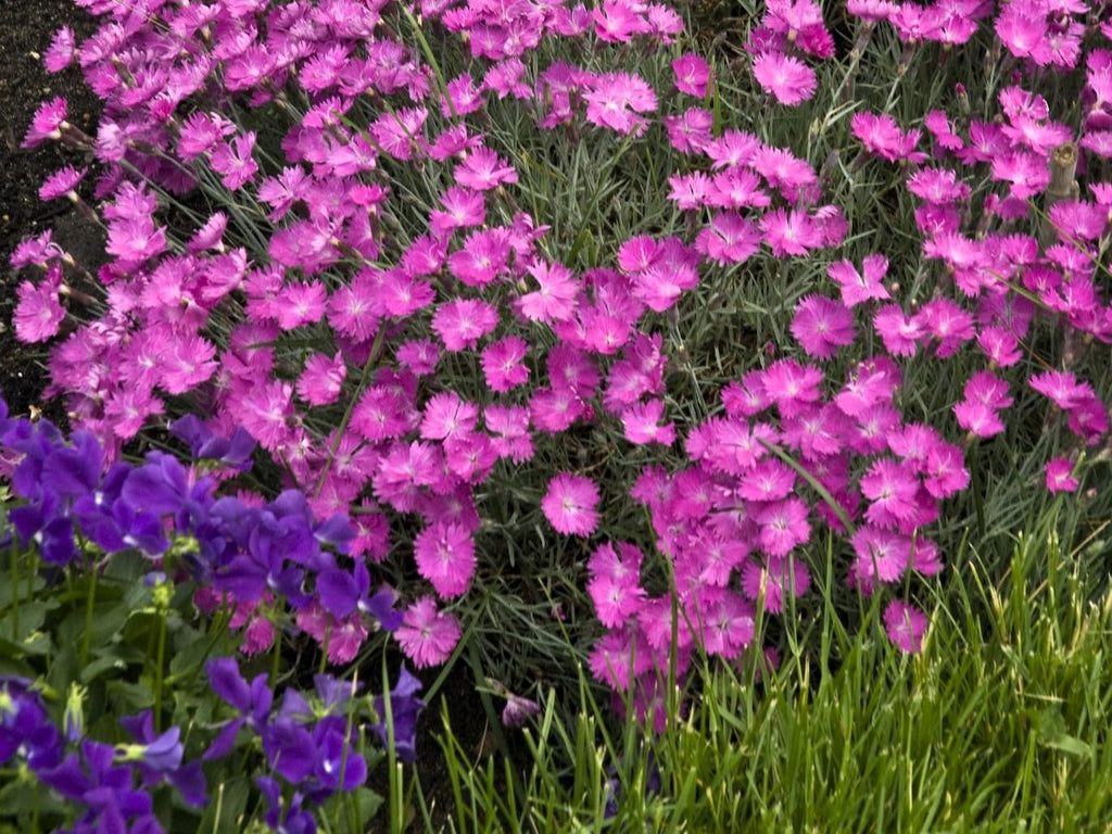 Greenwood Nursery: Live Perennial Plants - Firewitch + Dianthus Gratianopolitanus - [Qty: 1x 3.5 Pot] - (Click for Other Available Plants/Quantities)