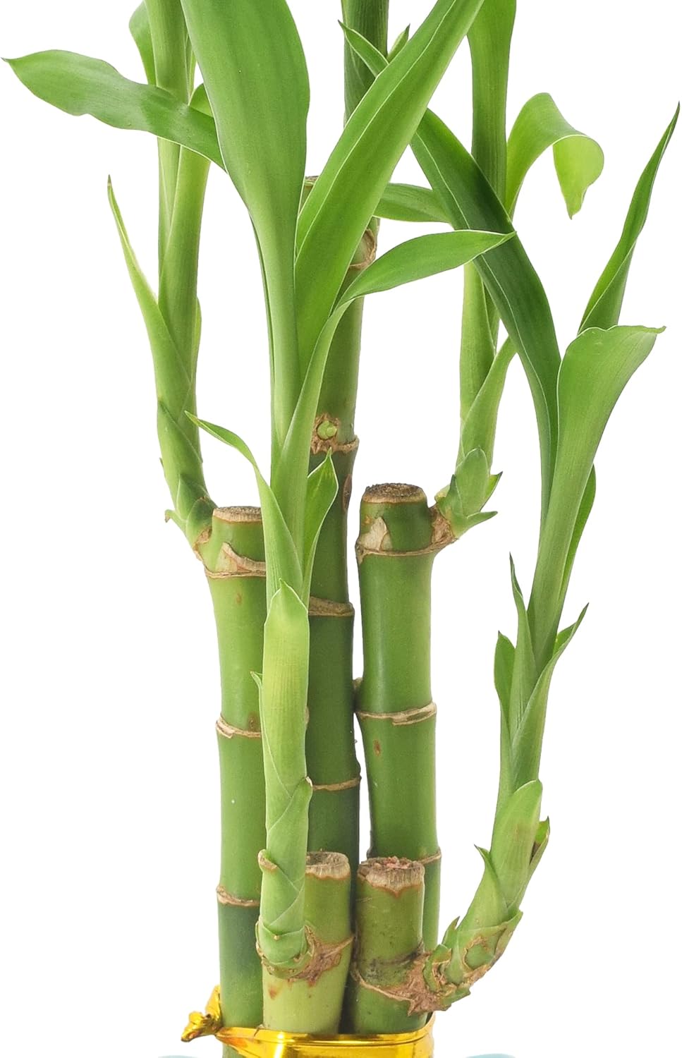 5-Stem Lucky Bamboo, Live Indoor Plant in Contour II Ceramic Planter for Home, Work, or Gift, Blue ***Cannot Ship to Hawaii***