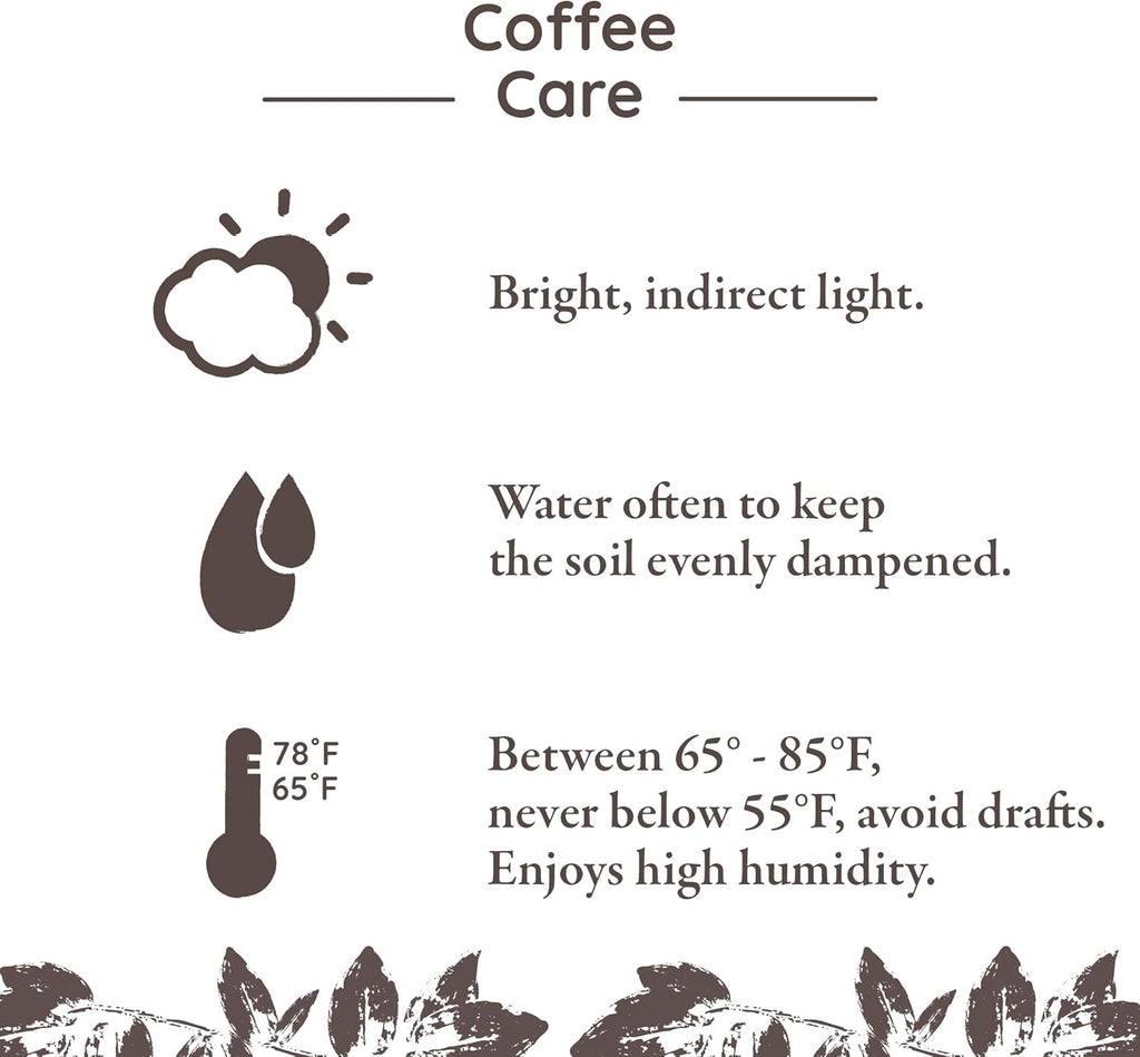 Green Circle Growers 5" Coffee Arabica in Cream Jute Pot, Live Indoor Plants, House Plant