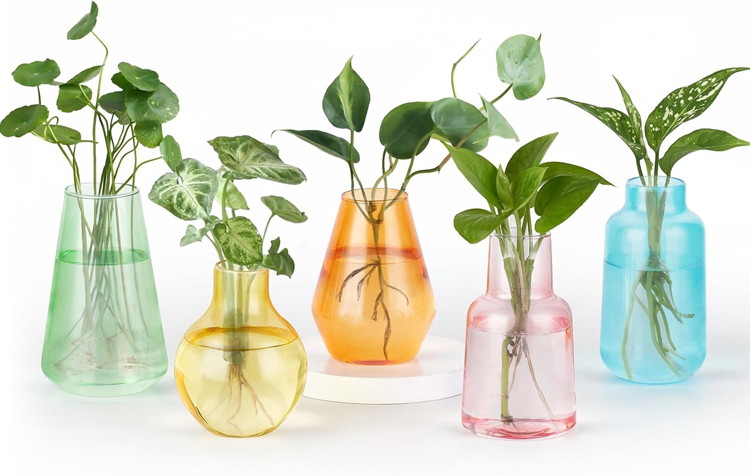 Mkono Propagation Vases for Plants, Set of 5 Small Glass Jar Planters for Hydroponic Cutting Flowers, Plant Station Bud Vases for Centerpieces Home Office Decor Gift (Colorful)