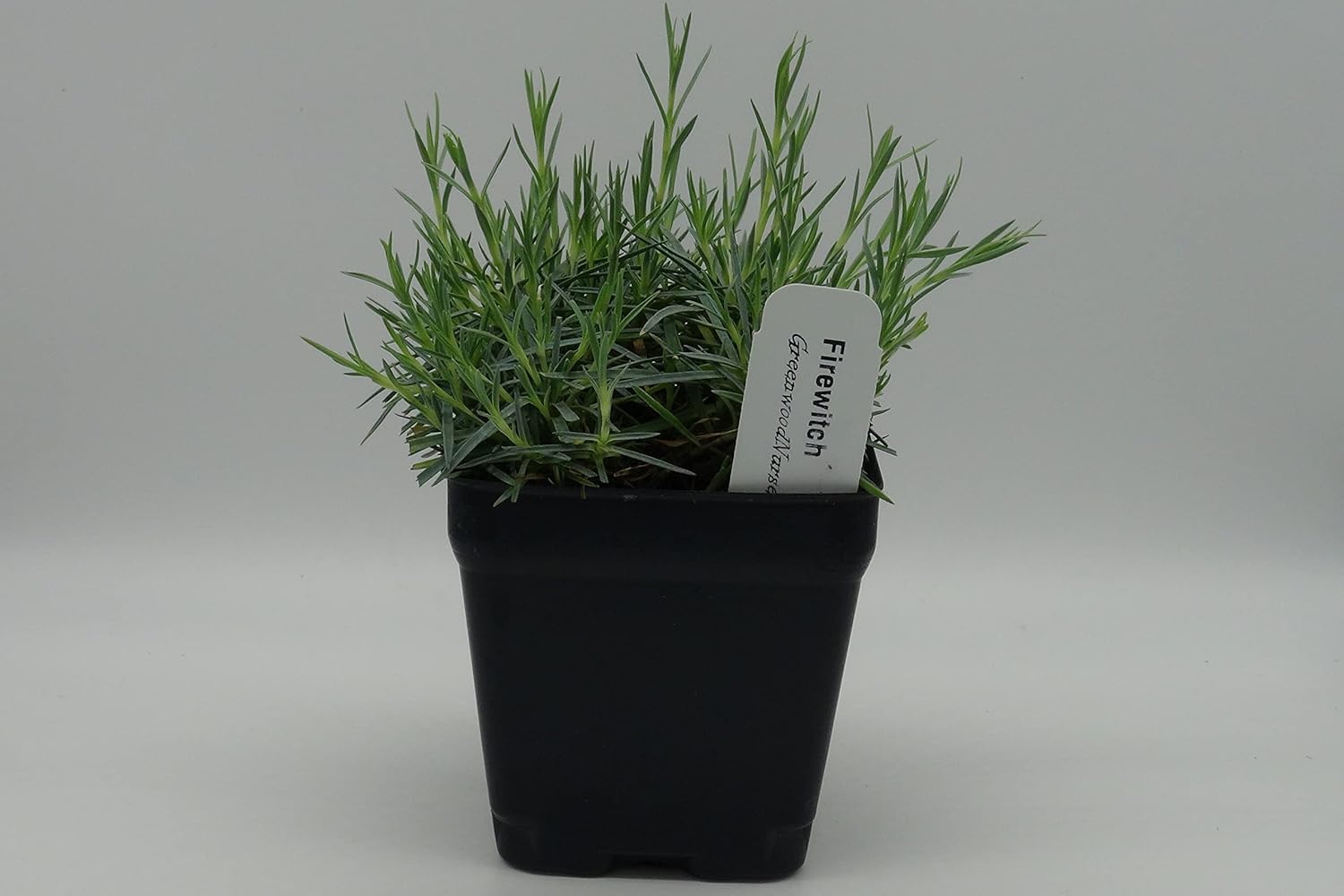 Greenwood Nursery: Live Perennial Plants - Firewitch + Dianthus Gratianopolitanus - [Qty: 1x 3.5 Pot] - (Click for Other Available Plants/Quantities)