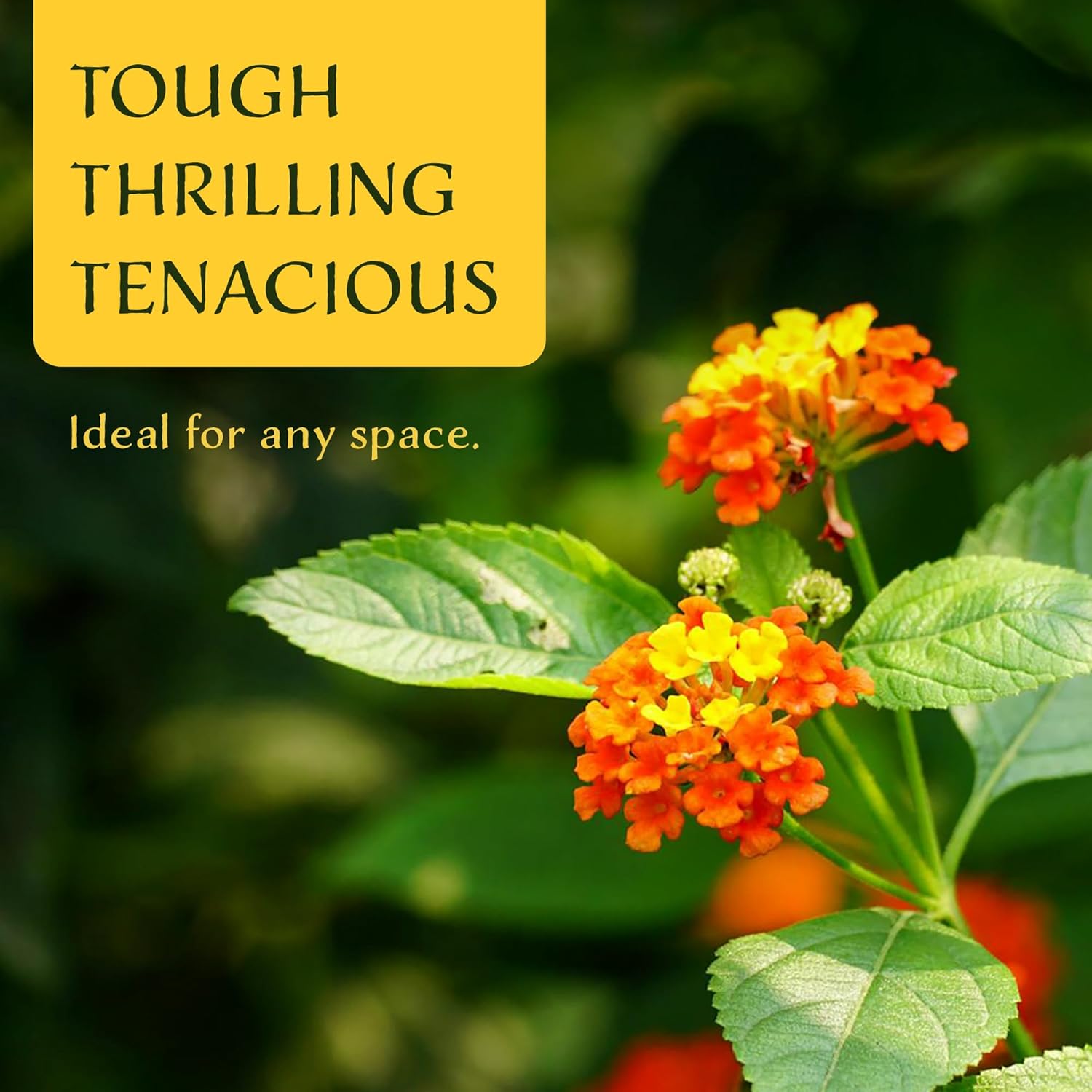 12 Dallas Red Lantana | Live Plants in 2.5-inch Nursery Cubes | Lantana Camara 'Dallas Red' Variety | Hardy Evergreen Perennial Shrub | Fiery Vibrant Blooms for Home & Garden