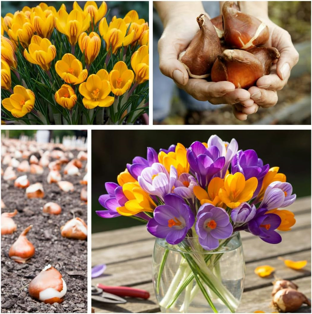 Colorful Crocus Blend Bulbs for Planting - Stunning Early Spring Blooms (50 Bulbs)