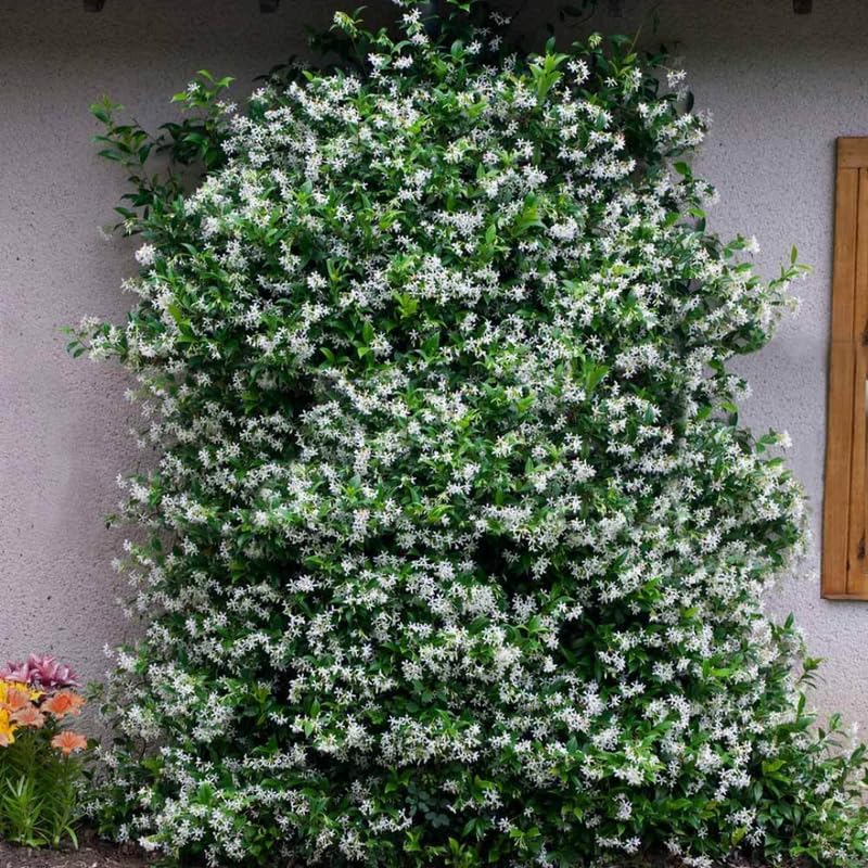2 Night Blooming Jasmine Plants Live, Climbing Jasmine Indoor Outdoor Live, Fragrant, 5-9" in Tall, No Pot, Hardy and Fast-Growing