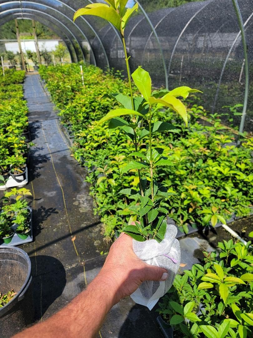 Yellow Flowering Fragrant Tea Olive - Live Plant - (1 QT)