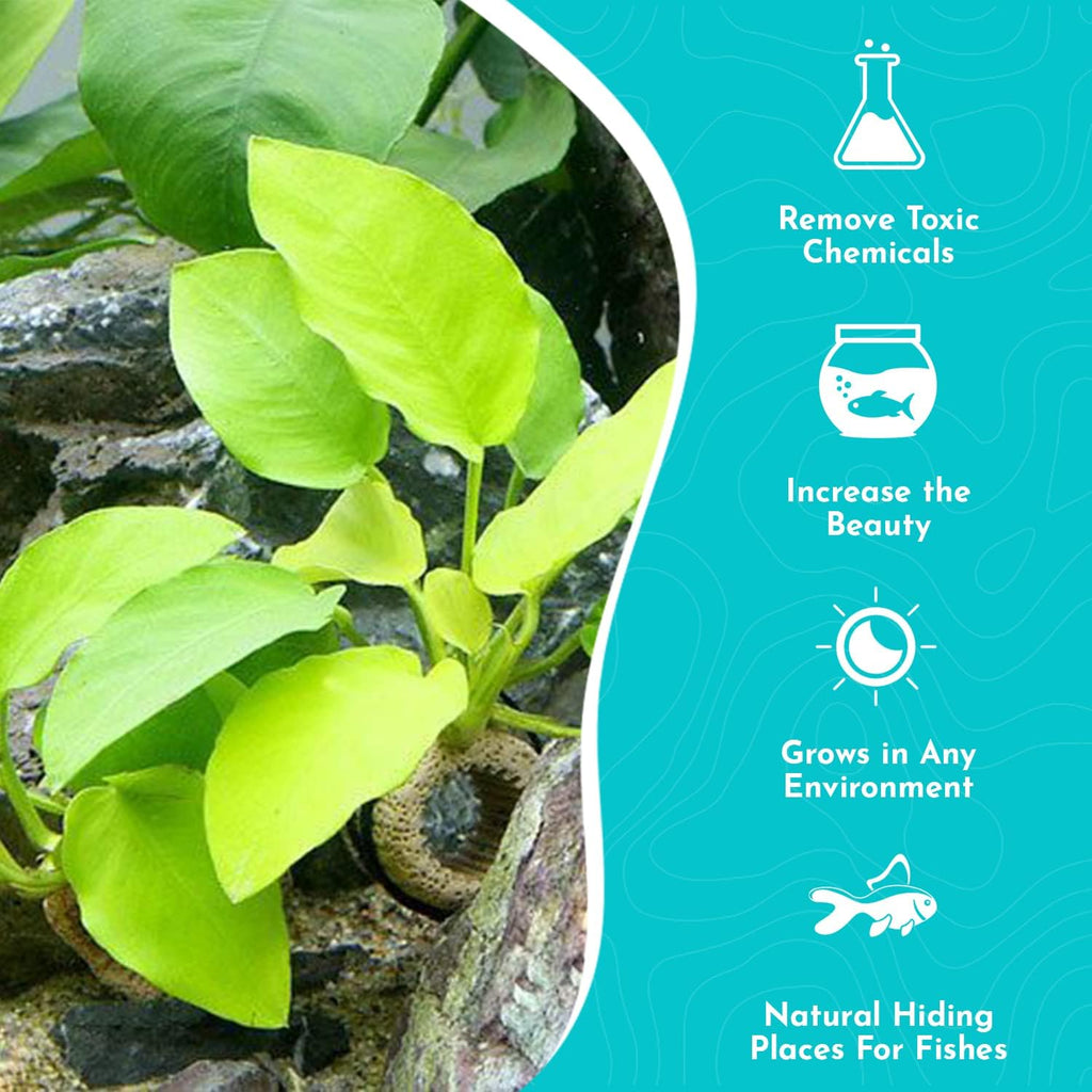 Aquarium Anubias Barteri Nana Golden - Absorb Excess Pollutants & Nitrates - All Natural & Organic Fish Resting Spots - Golden Yellow Aquatic Plants - Small