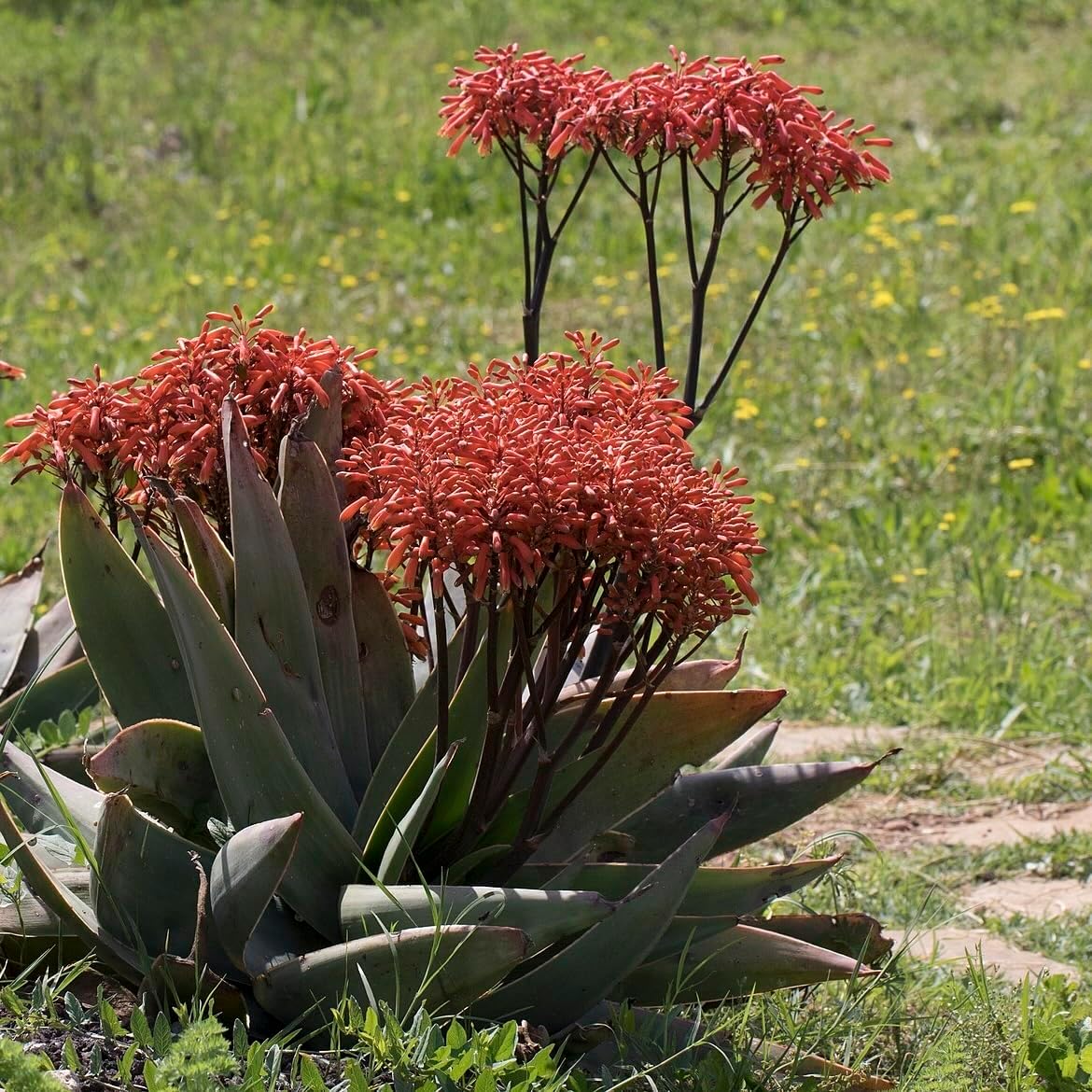 Coral Aloe Plants (Aloe striata) - Live Succulent with Striking Pink Edges and Smooth, Flat Leaves for Indoor/Outdoor Gardening (4 Coral Aloe sacs)
