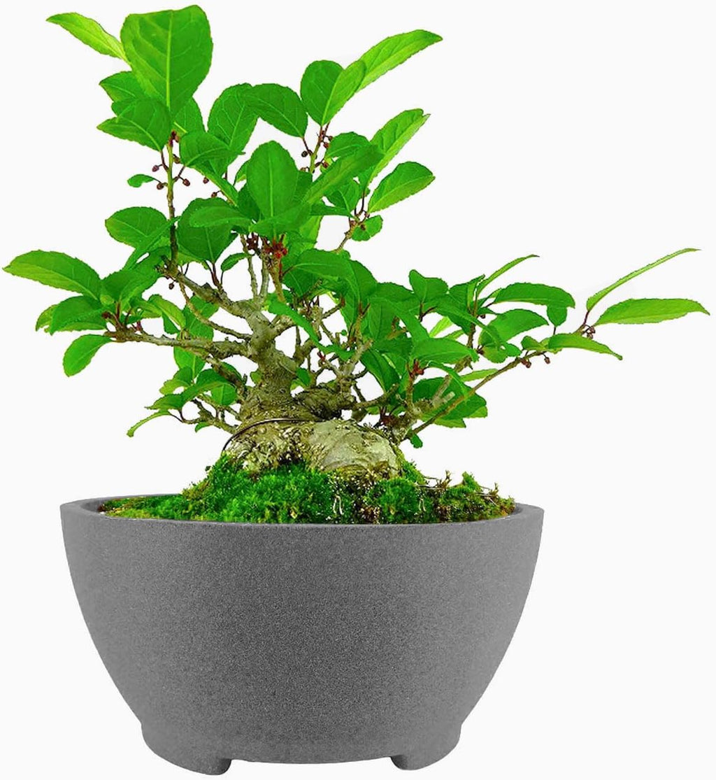 8.26” Large Bonsai Pots with Drainage Breathable Rough Pottery Planter Sand-Textured Short Legs Bonsai Tree Pots Ceramic for Indoor Plants Succulent