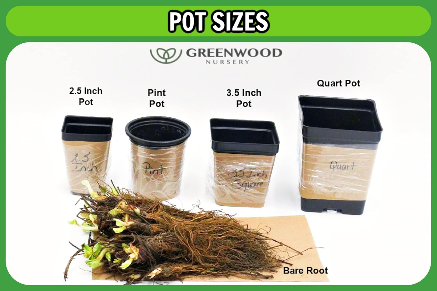 Greenwood Nursery: Live Perennial Plants - Agastache Blue Fortune + Giant Hyssop - [Qty: 2X Pint Pots] - (Click for Other Available Plants/Quantities)