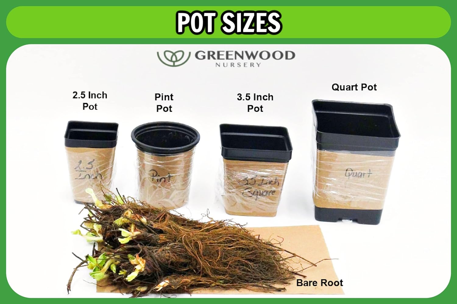 Greenwood Nursery: Live Perennial Plants - Blue False Indigo + Baptisia Australis - [Qty: 3X Pint Pots] - (Click for Other Available Plants/Quantities)