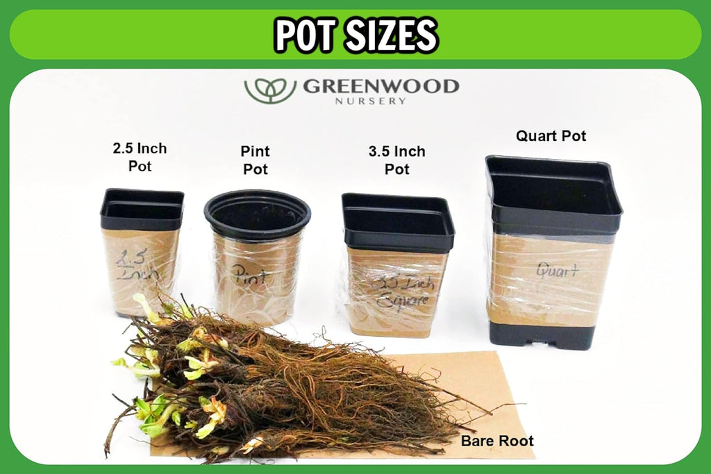 Greenwood Nursery: Live Perennial Plants - Nana Mouse Ear Tickseed + Coreopsis Auriculata - [Qty: 3X Pint Pots] - (Click for Other Available Plants/Quantities)