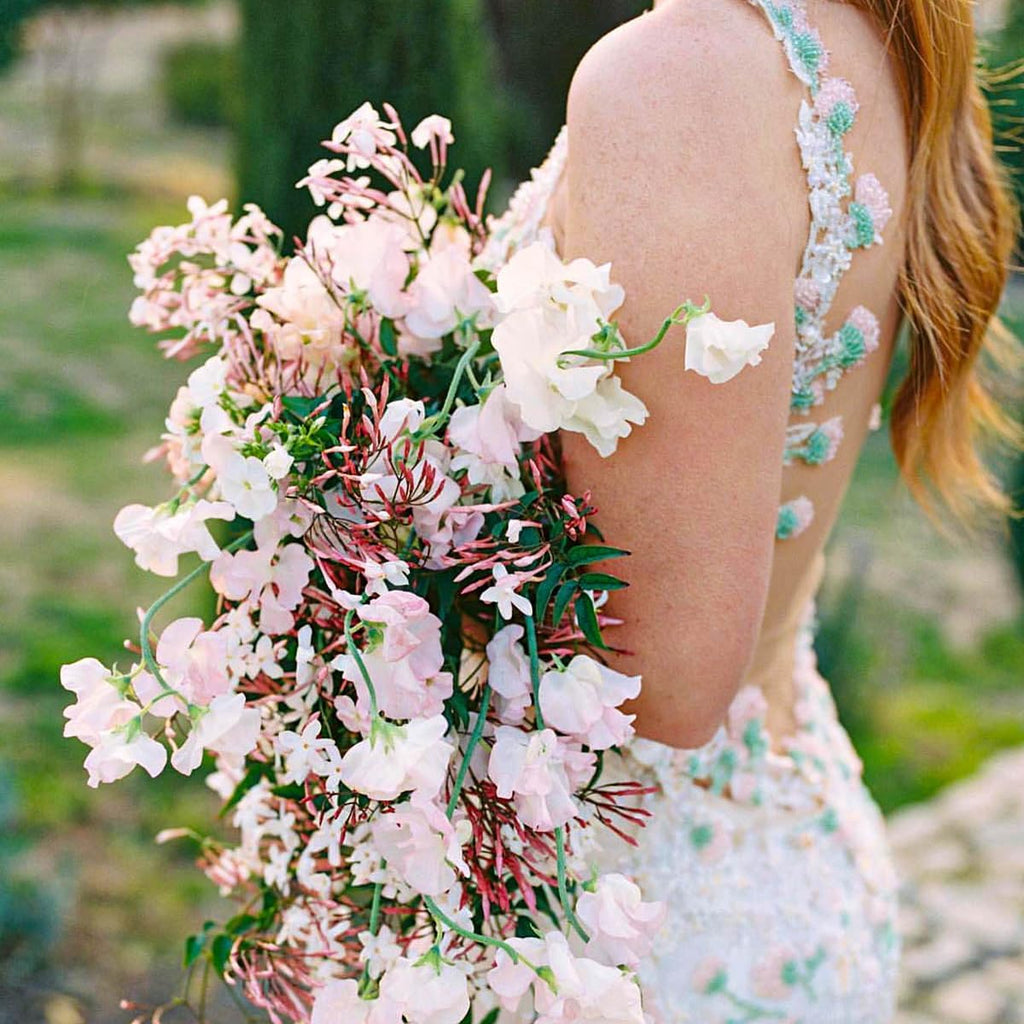 Pink Jasmine Vine - Jasminum Polyanthum - Fragrant & Blooming, Perfect for Indoor/Outdoor Decor (2 Pink jas Cups)