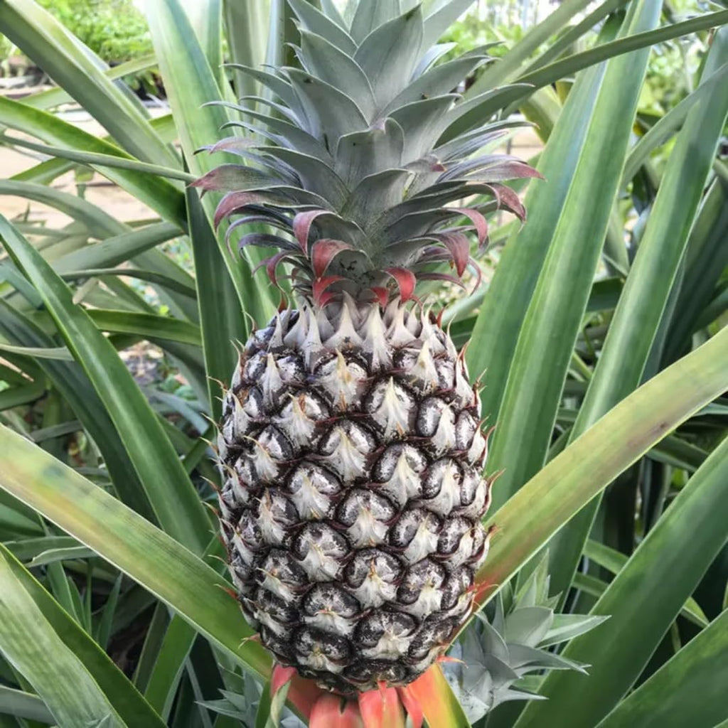 Pineapple Plant Live, White Jade Pineapple Tree Shrub Bush, Starter Plant 4-7 Inches Tall, Outdoor Growing, No Pot, Sweet Flavor