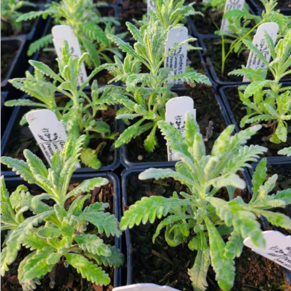 Set 2 Lavender Plants Live, Lavandula Perennial Flower Plants Indoor Outdoor, Well Rooted Plugs 3 to 5 Inch Tall to Grow (Purple Lavender)