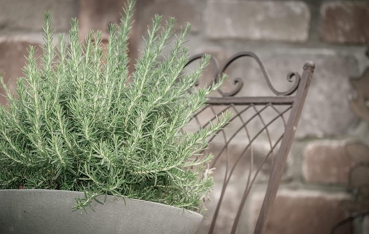Greenwood Nursery: Live Perennial Plants - Creeping Rosemary + Rosmarinus Officinalis Prostratus - [Qty: 3X 3.5 Pots] - (Click for Other Available Plants/Quantities)