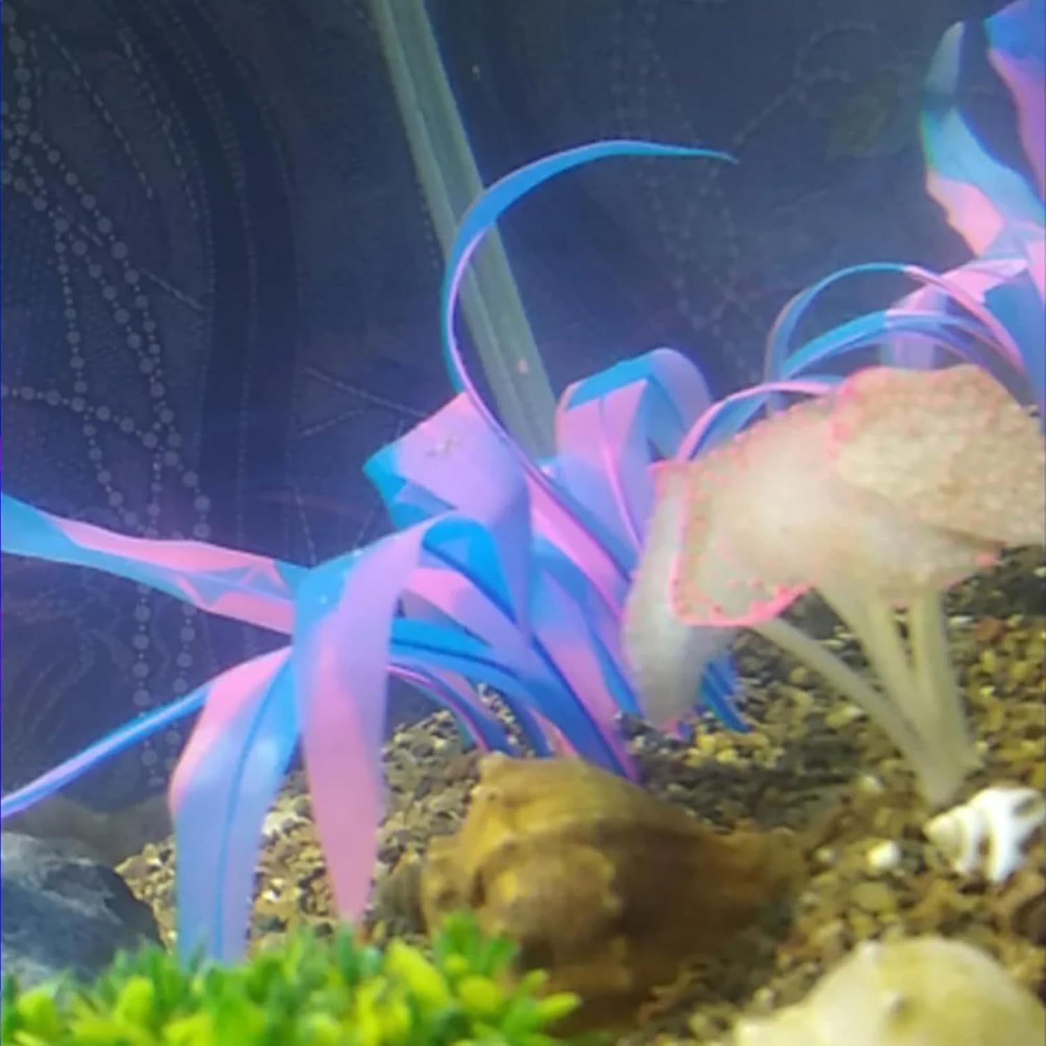 1Pcs Aquarium Decoration Plants Simulation Artificial Water Grass Fish Tank Decor Silicone Glowing Kelp Ornament Fish Tank Plant Aquarium Accessories,Blue,7.08in