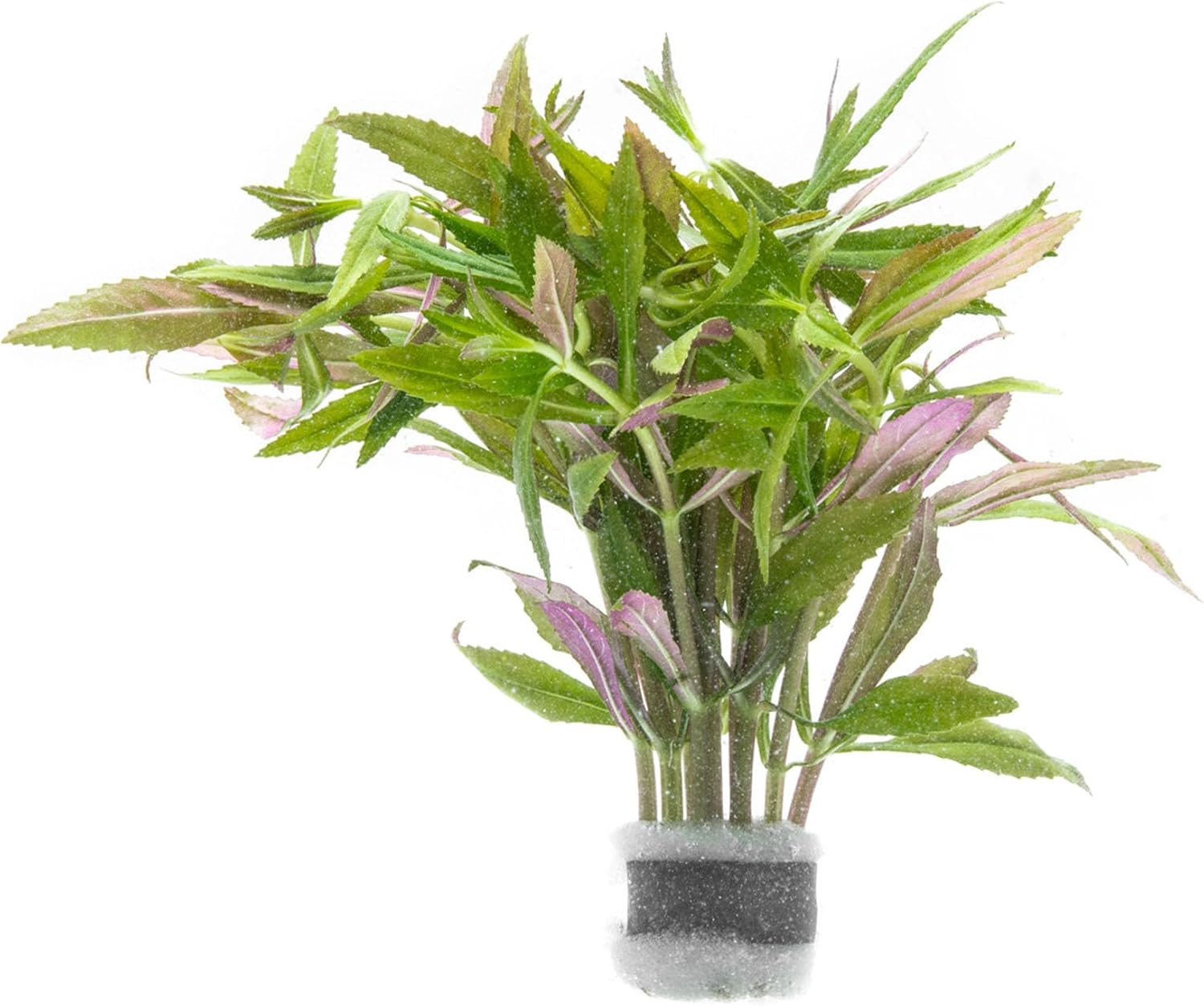 Live Aquarium Stem Plants - Freshwater Aquatic Plant for Fish Tanks, Aquascaping - (Limnophila Aromatica, 1 Bunch)