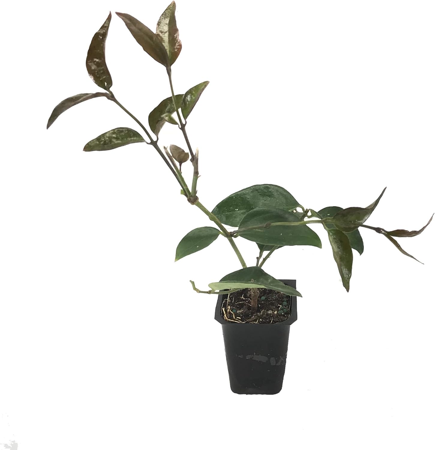 Star Jasmine - 30 Live Plants - Jasminum Nitidum - Fragrant Blooming Evergreen Vine