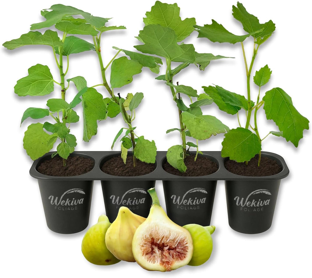 Yellow Long Neck Fig Tree - 4 Live Starter Plants - Ficus Carica - Edible Fruit Tree for The Patio and Garden