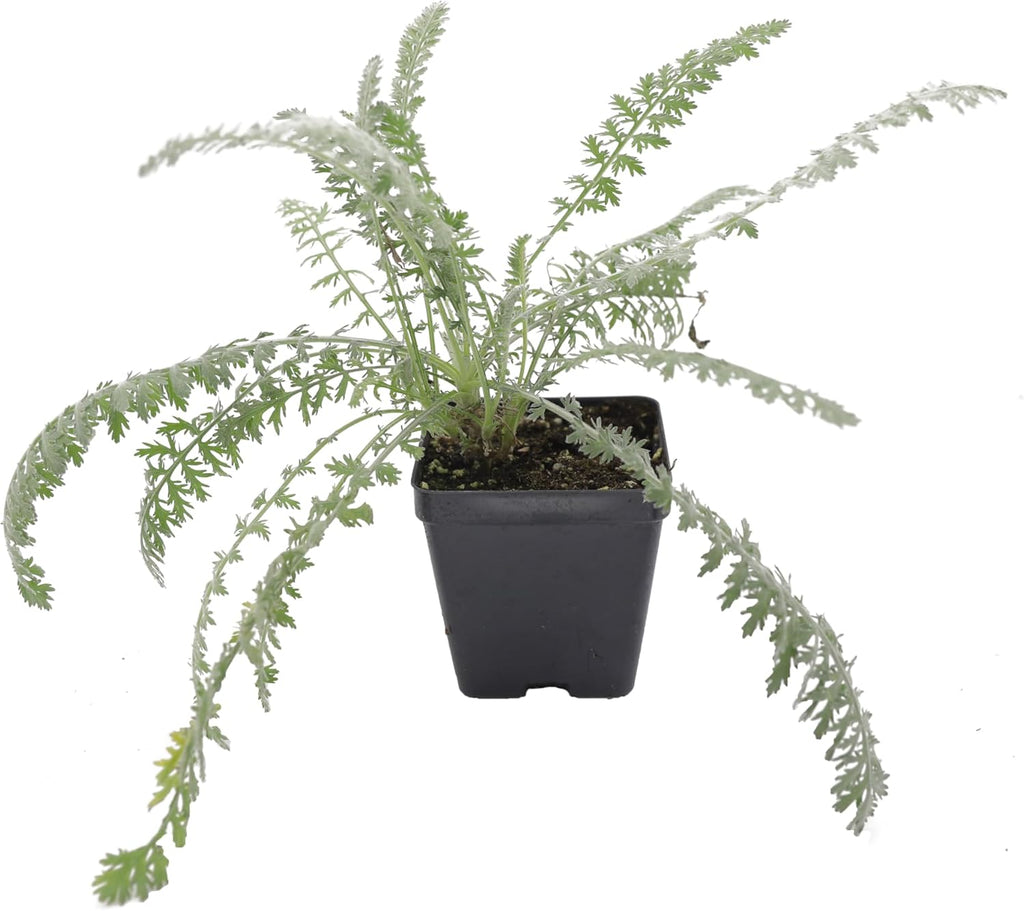 Greenwood Nursery: Live Perennial Plants - Achillea 'Moonshine' Yarrow - [Qty: 10x Pint Pots] - (Click for Other Available Plants/Quantities)