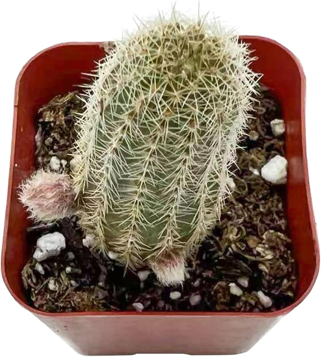Sprout N Green Echinopsis chamaecereus H.Friedrich & Glaetzle, Live Cactus Plant Fully Rooted in 2" Pots with Soil Mix, Houseplant for Indoor Outdoor Home Office Wedding Decor Party Favor