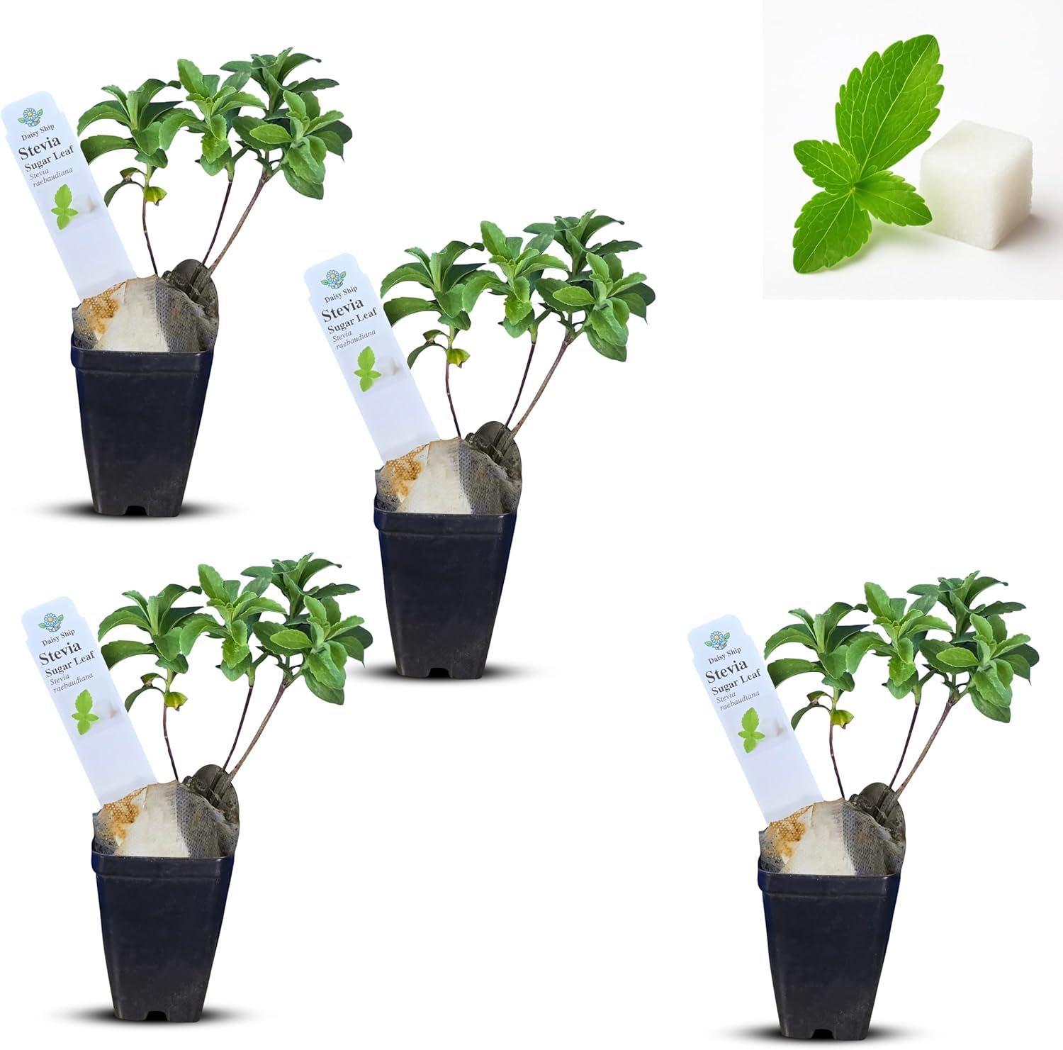 Live Stevia rebaudiana Plants, Sweet Leaf or Sugar Leaf, Natural Sugar Substitute Herb, Easy to Grow (4 stevia Cups)