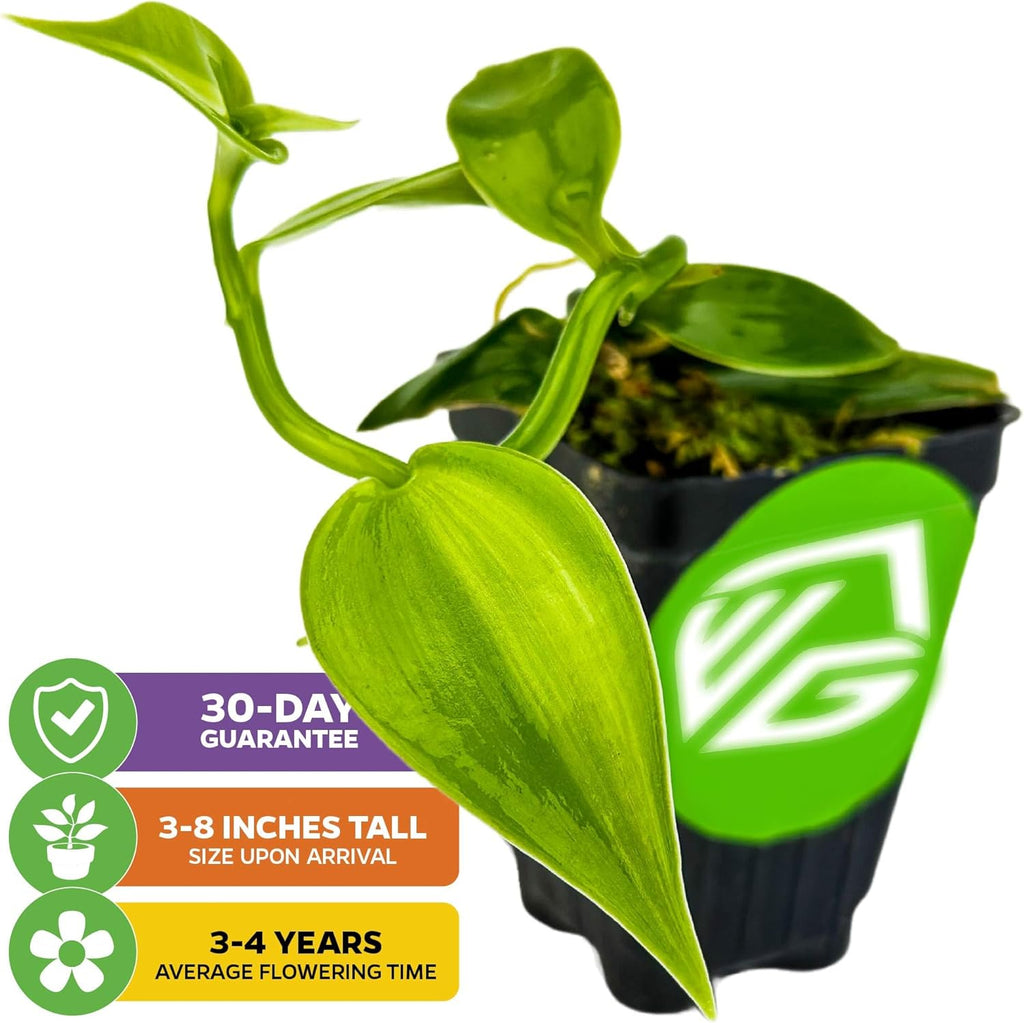 Variegated Vanilla Bean Orchid Live Plant - Vanilla planifolia variegata - Wellspring Gardens Starter Plant -Exotic Tropical Plant - Great for Indoor Houseplants, Outdoor Landscaping & Garden Planting