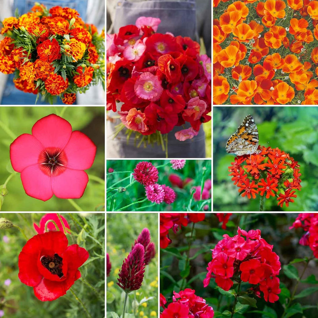 Eden Brothers Red Head Wildflower Mixed Seeds for Planting, 5 lb, 2,400,000+ Seeds with Maltese Cross, Scarlet Flax | Attracts Pollinators, Plant in Spring or Fall, Zones 3, 4, 5, 6, 7, 8, 9, 10