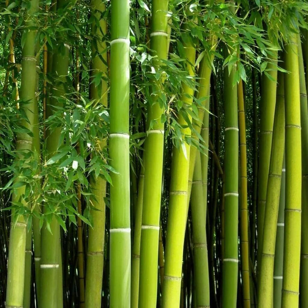 300+ PCS Green Bamboo Seeds for Planting Exotic Bamboo Seed Fast Growing Giant Bamboos Privacy Screen