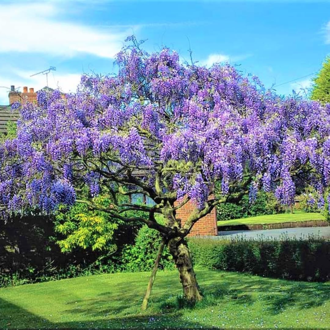 Purple Wisteria Tree Live Plant, 6 to 15 Inch in Height, 2.5 Inch Pot, Well Rooted, Wisteria Vine Plant, Wisteria Tree Live Plant