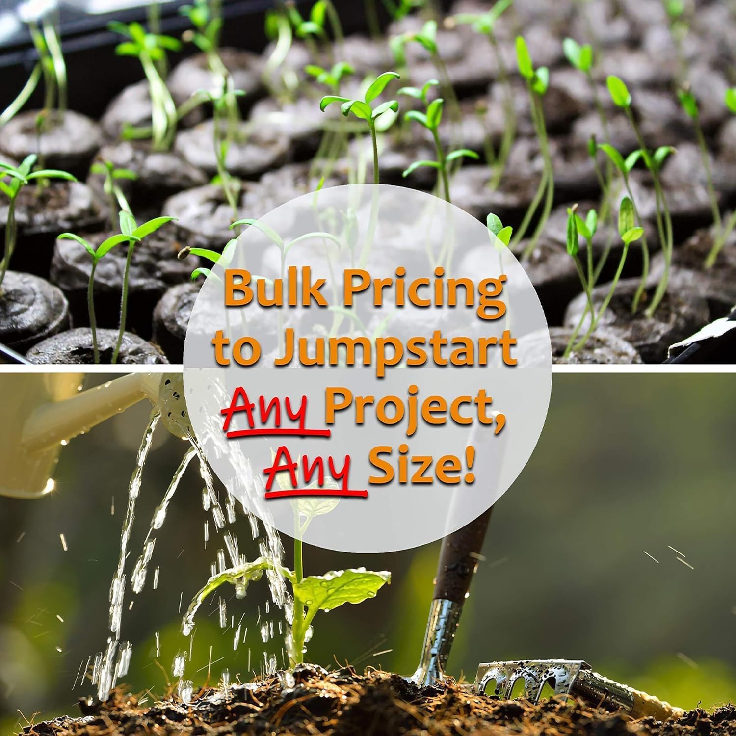 Thai Ornamental Hot Pepper 1 Gram ~430 Seeds – Non-GMO, Heirloom, Open-Pollinated – 50K–100K SHU – Compact, Upright Plants – Edible & Decorative – Heat-Tolerant