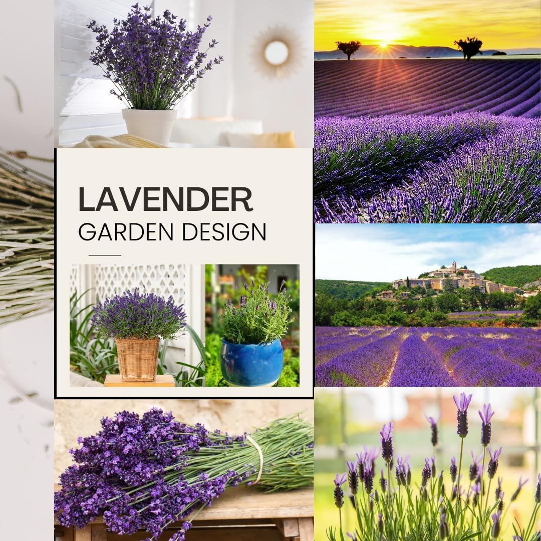 4 Lavender Plants Live, Purple Live Lavender Plant Indoor Outdoor, 5 to 8 Inch Tall Herb