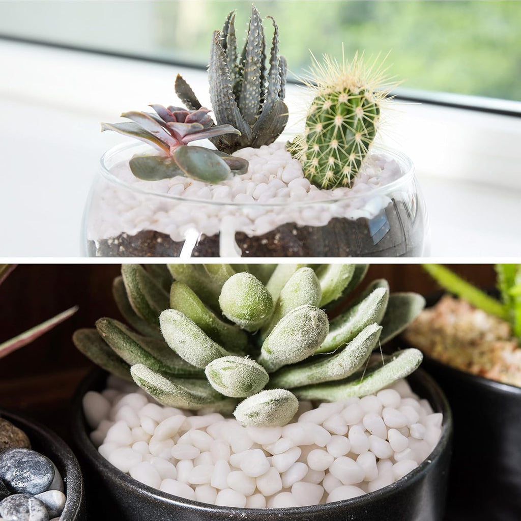 10 lbs White Garden Pebbles for Plants, 3/8" Small Plant Rocks for Pots Indoor, Decorative Pea Gravel for Succulents, Bamboo, Terrarium, Landscaping, Garden