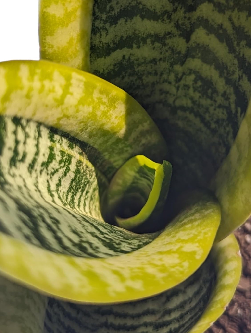 Generic Superba Snake Plants - Sanseveria, 3 Pack, Impossible to Kill, 4 Inch Pots, Indoor/Outdoor, Green/yellow