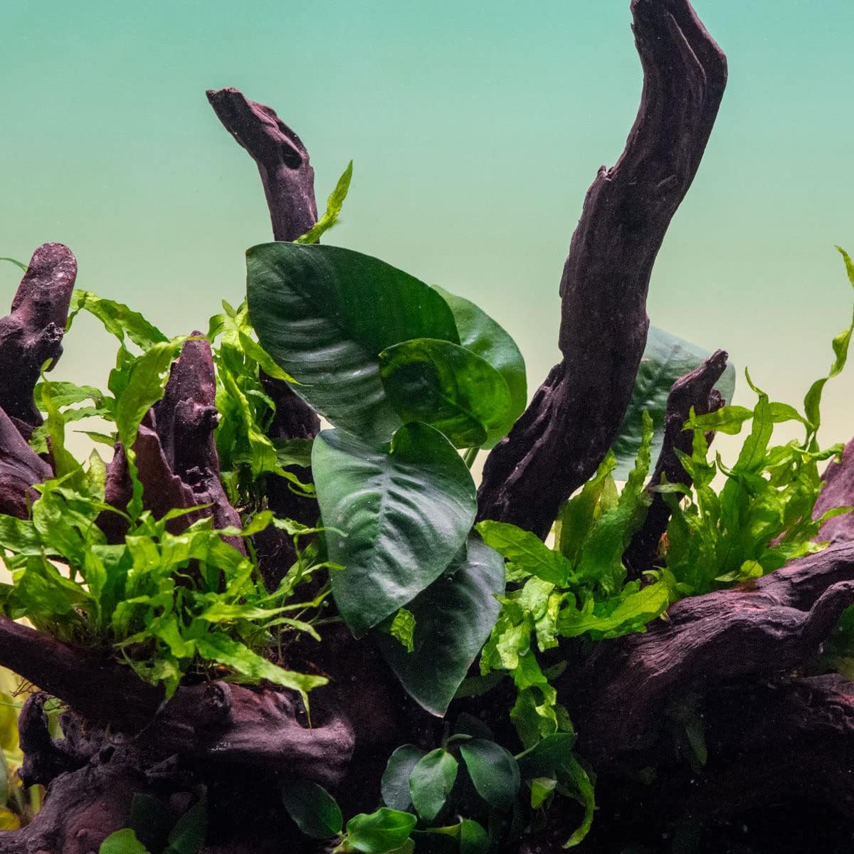 Anubias Live Aquarium Plants - Potted Freshwater Plant for Fish Tanks, Terrariums - Beginner Friendly Low Light (Barteri Butterfly, 3 Pots)