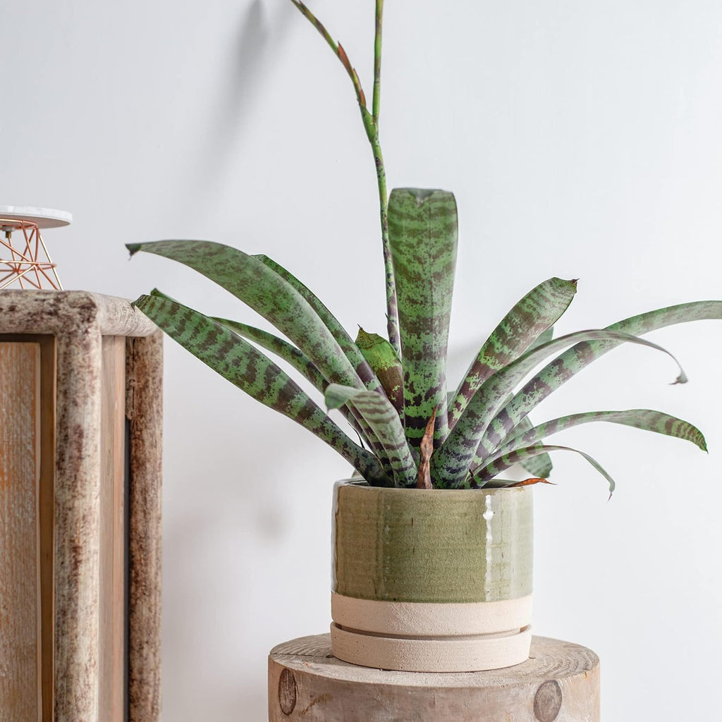 8 Inch Pots for Plants, Ceramic Planter Pot with Drainage Hole & Saucer, Indoor/Outdoor Cylinder Round Planter Pot, Green & Beige