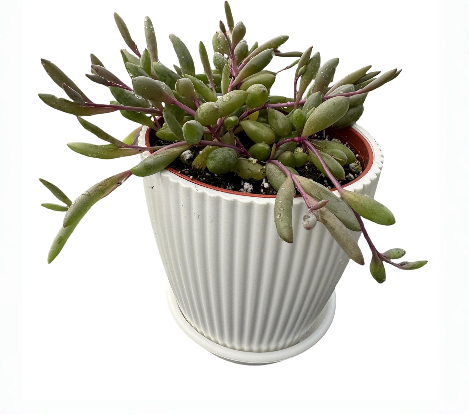 4" Ruby Necklace with White Stripe Pot, Live Othonna capensis L.H.Bailey Succulent, Purple Hanging Trailing House Plant for Home Office Wedding Decoration DIY Project Party Favor