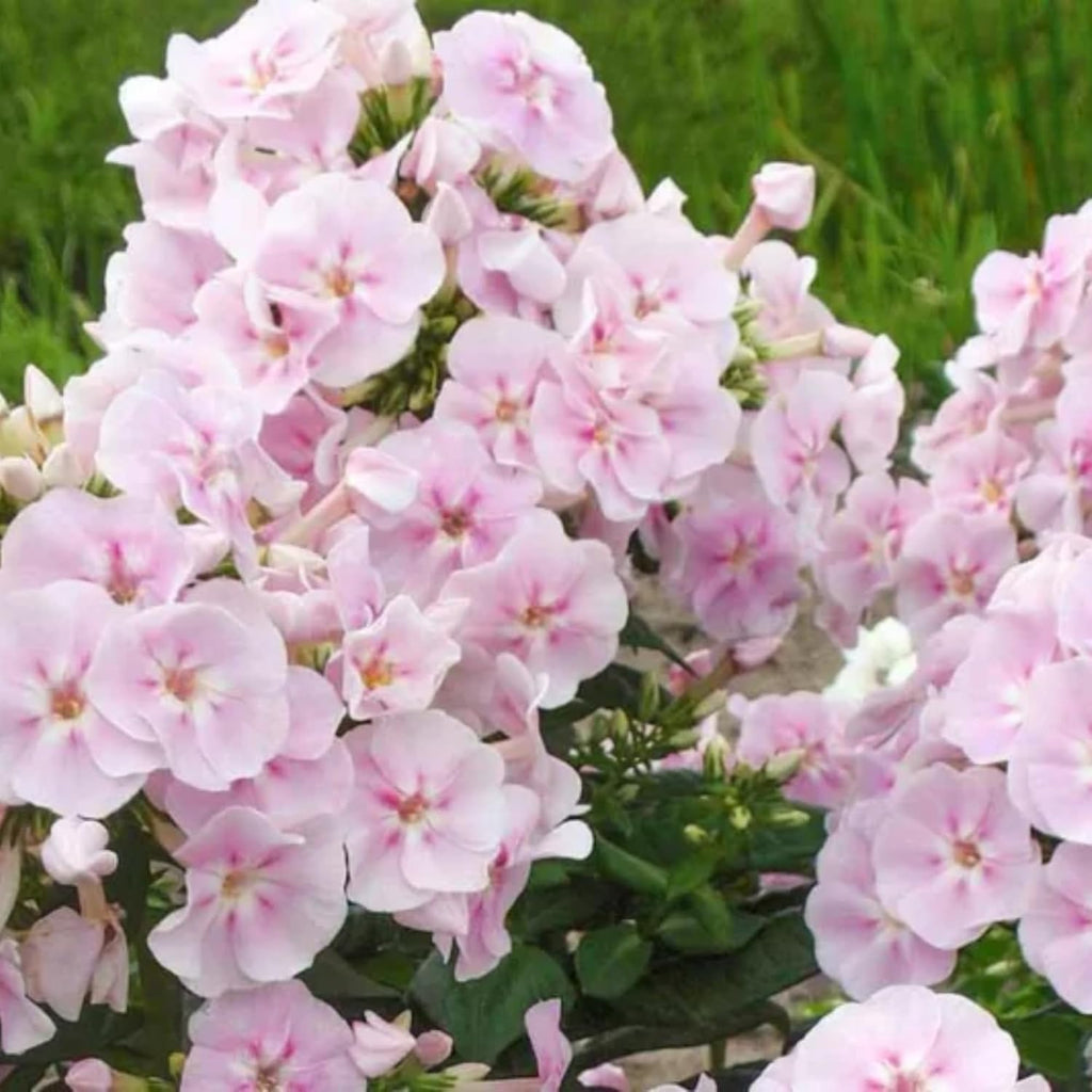 1000+ Phlox Seeds for Planting - Phlox Popstars Seeds Perennial Ground Cover Plants- Annual Flower for Home Garden