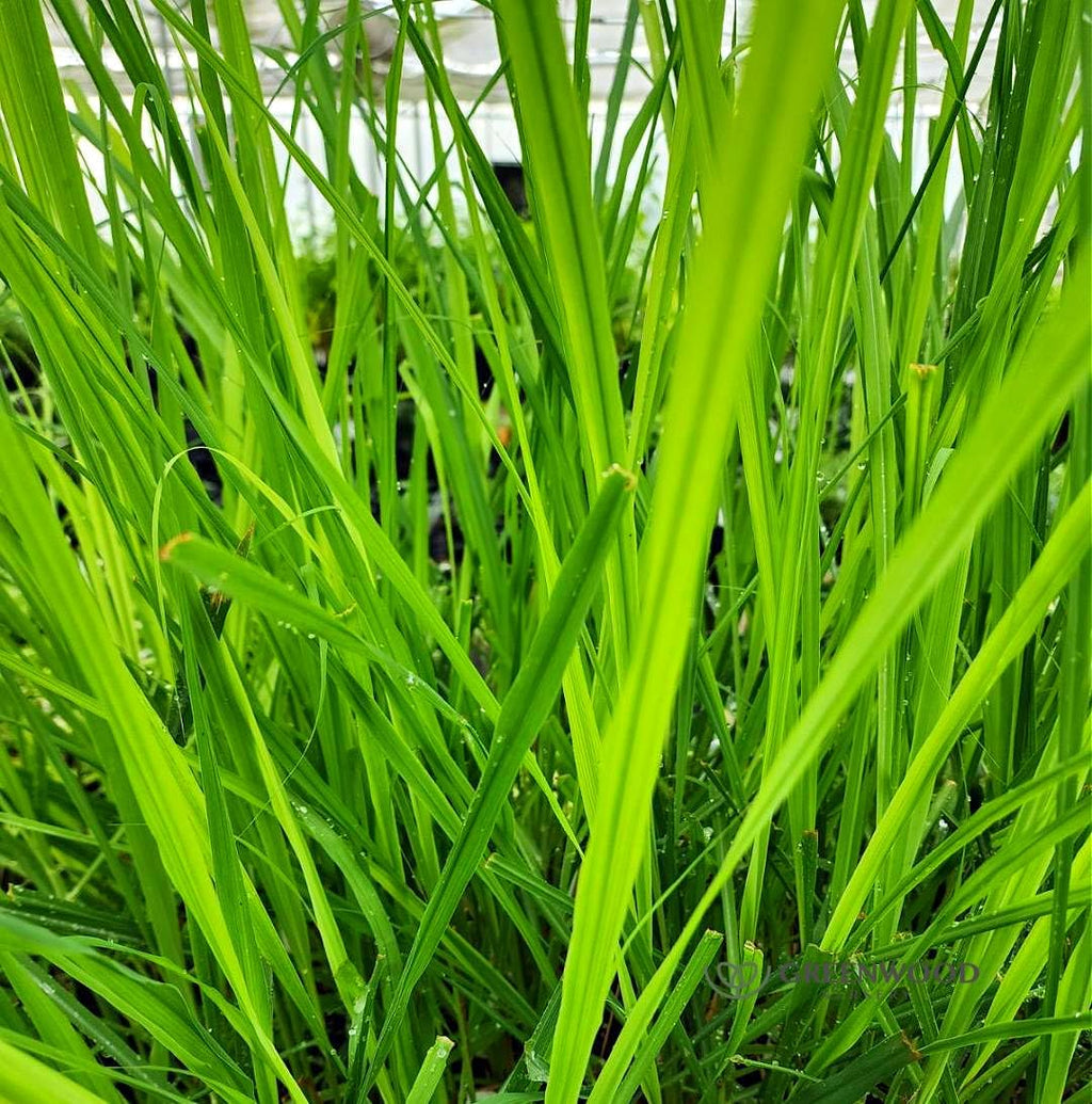 Greenwood Nursery: Live Perennial Plants - Grosso Lavender + Lavandula x Intermedia - [Qty: 2X 3.5 Pots] - (Click for Other Available Plants/Quantities)