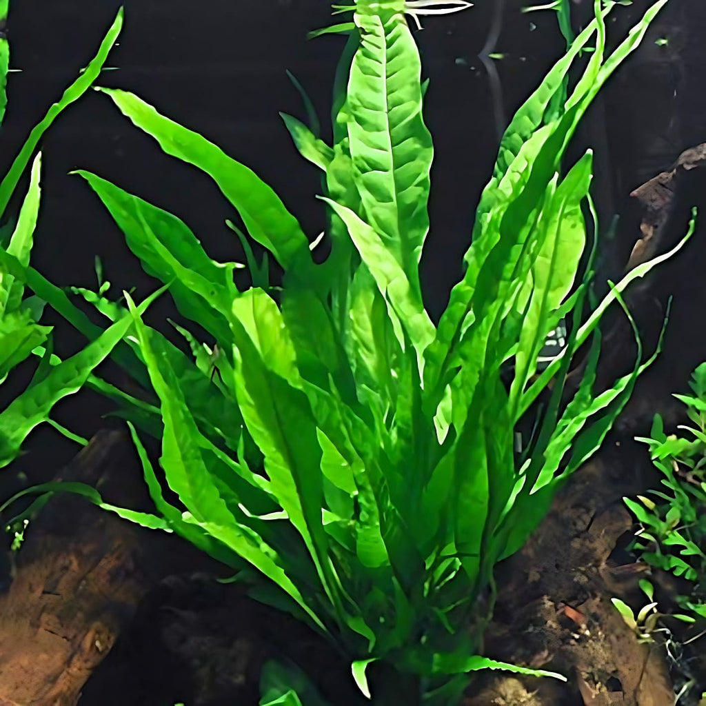 6 Species Aquarium Plants Package - Java Fern (Microsorum), Anubias (Anubias Barteri), Hornwort (Ceratophyllum demersum), Swords (Echinodorus), Moneywort (Bacopa), Cryptocoryne Green (Cryptocoryne)