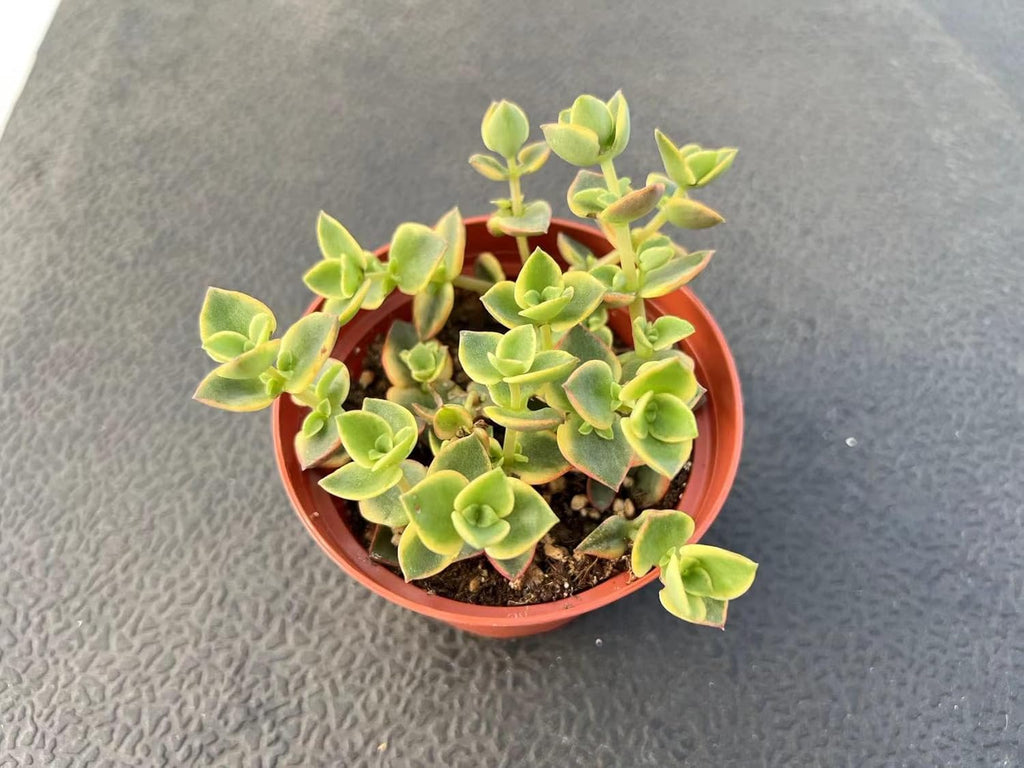 Sprout N Green Crassula pellucida SSP marginalis f rubra, 4in Live Succulent Fully Rooted with Soil Mix, Rare House Plant for Home Holiday Wedding Garden Decor, DIY Projects, Party Favor