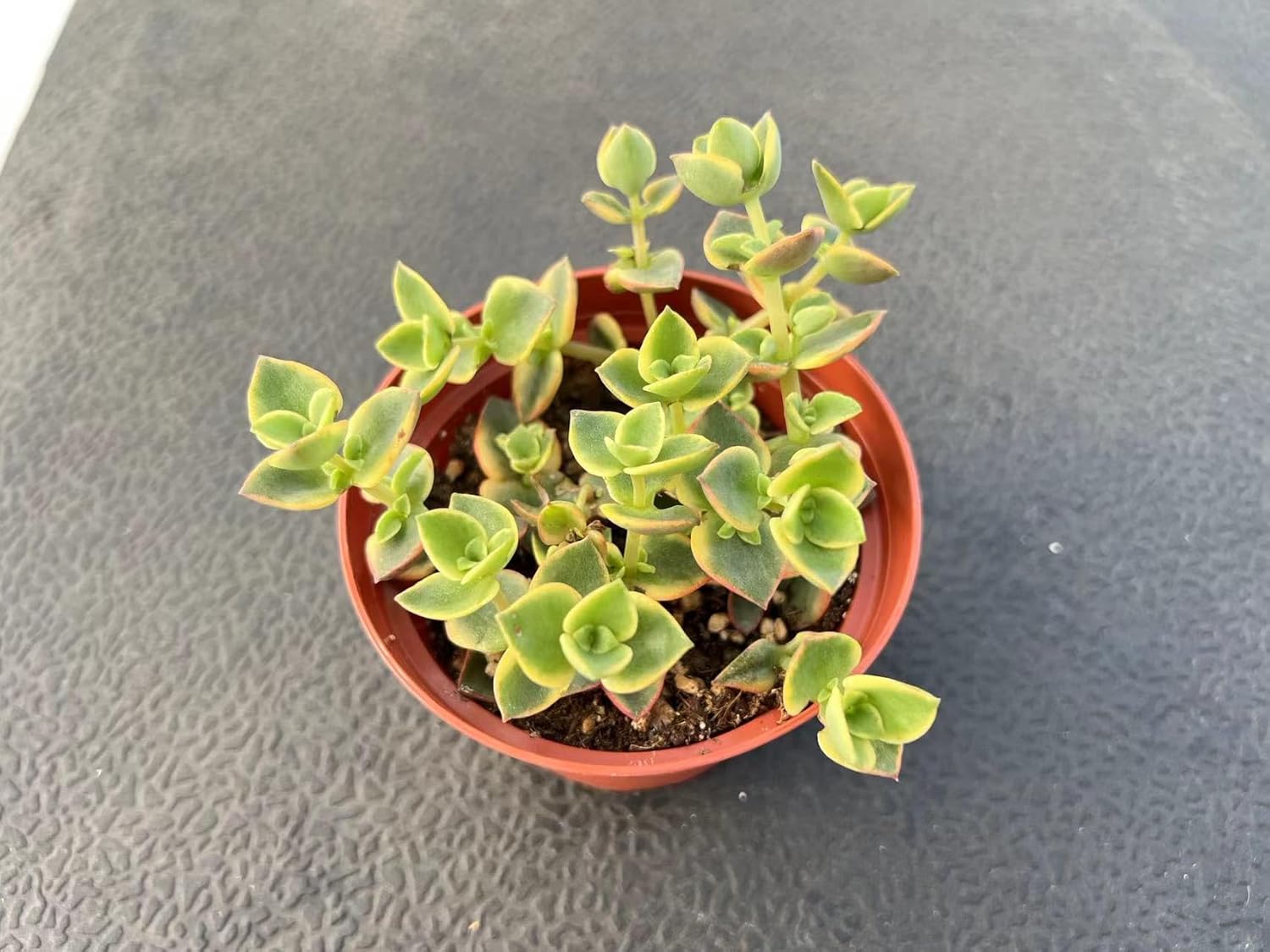 Sprout N Green Crassula pellucida SSP marginalis f rubra, 4in Live Succulent Fully Rooted with Soil Mix, Rare House Plant for Home Holiday Wedding Garden Decor, DIY Projects, Party Favor