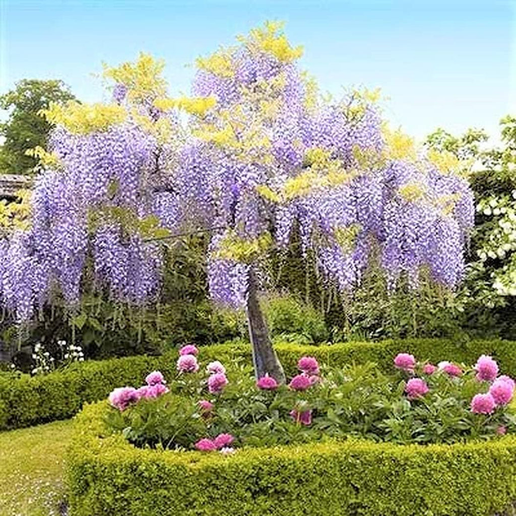 Purple Wisteria Tree Live Plant, 6 to 15 Inch in Height, 2.5 Inch Pot, Well Rooted, Wisteria Vine Plant, Wisteria Tree Live Plant